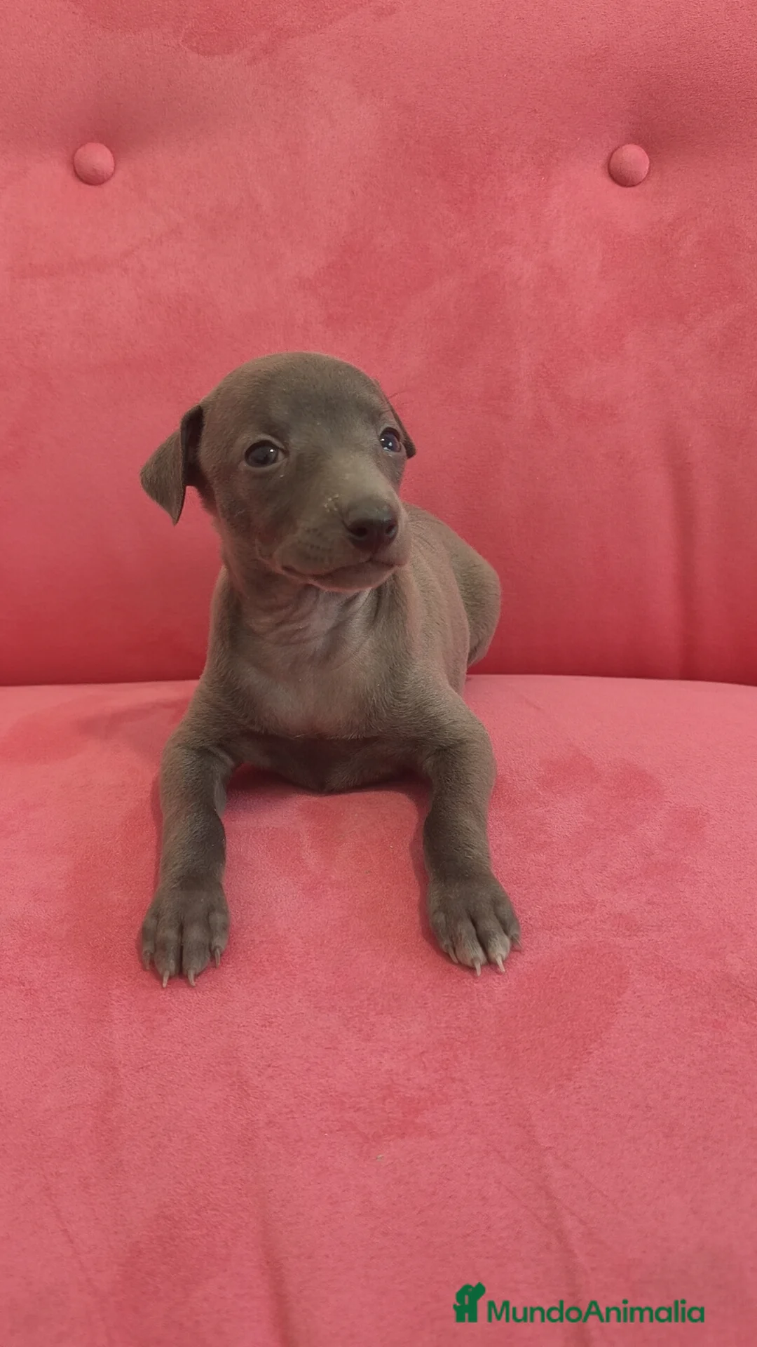 Pequeño Lebrel Italiano perros en venta: Pequeño lebrel Italiano Piccolo Galgo Italiano  - Anuncio 2