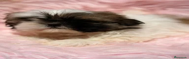 Shih Tzu 2