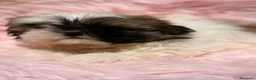 Shih Tzu perros en venta: SHIH TZU HEMBRA - Anuncio 4