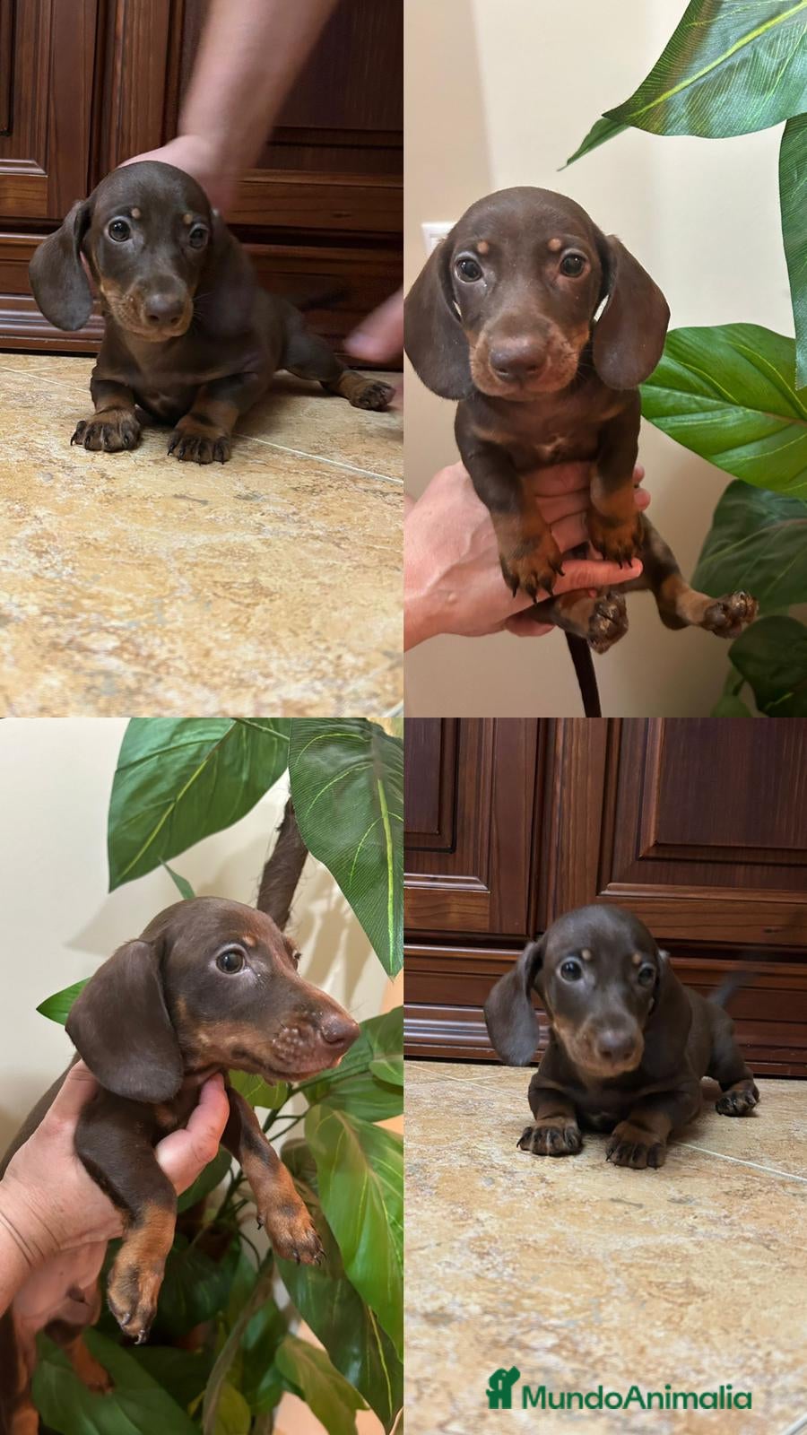 Teckel Miniatura perros Teckel kaninchen y mini - Anuncio 1