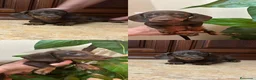 Teckel Miniatura perros en venta: Teckel kaninchen y mini - Anuncio 1