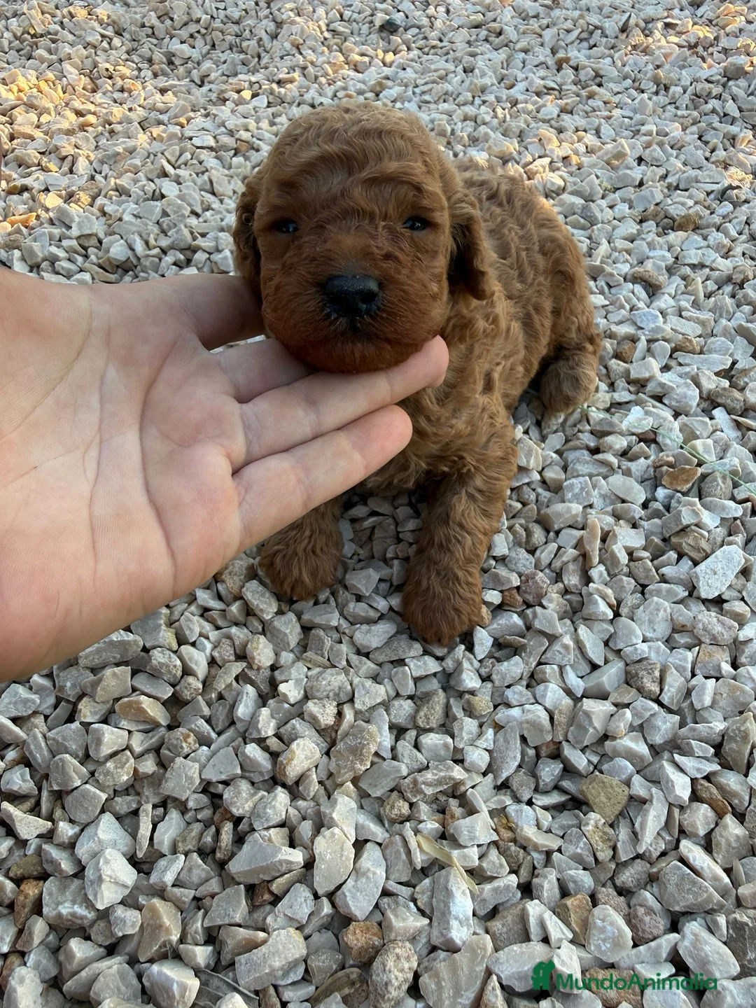 Caniche Toy perros en venta: Machos y hembras de caniche toy rojo - Anuncio 1