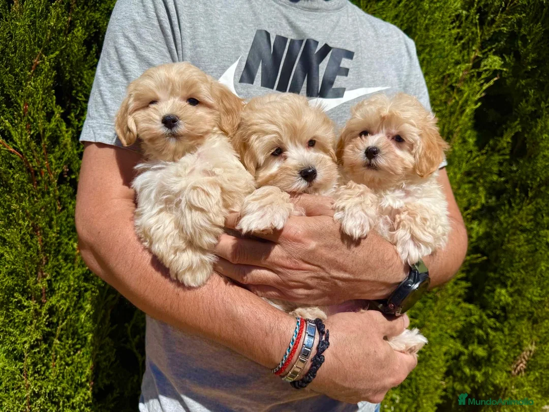 Maltipoo perros en venta: Maltipoo fotos reales y actuales !!! - Anuncio 2