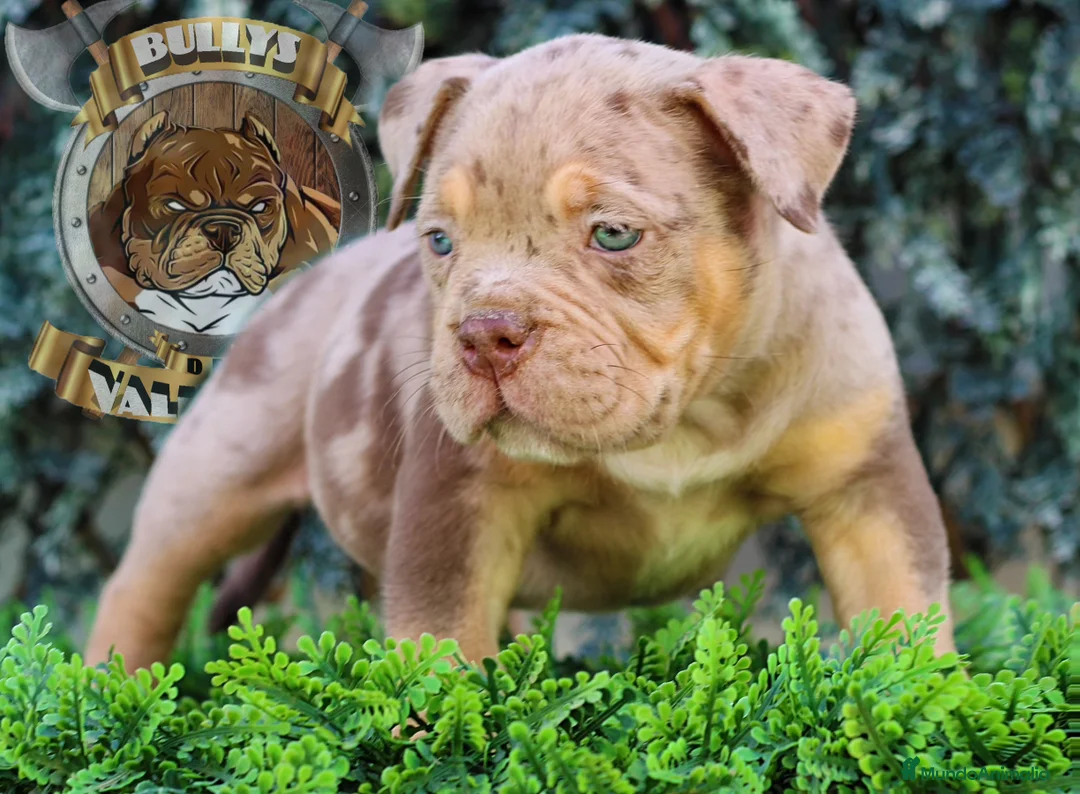 American Bully perros en venta: AMERICAN BULLY MERLE SANGRE DIRECTA CHAMPION KIMBO en Sevilla - Anuncio 8