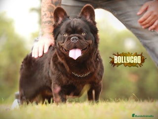 Bulldog Francés perros en Madrid - Anuncio 4