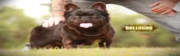 Bulldog Francés perros para monta: Bulldog frances fluffy en Madrid - Anuncio 1