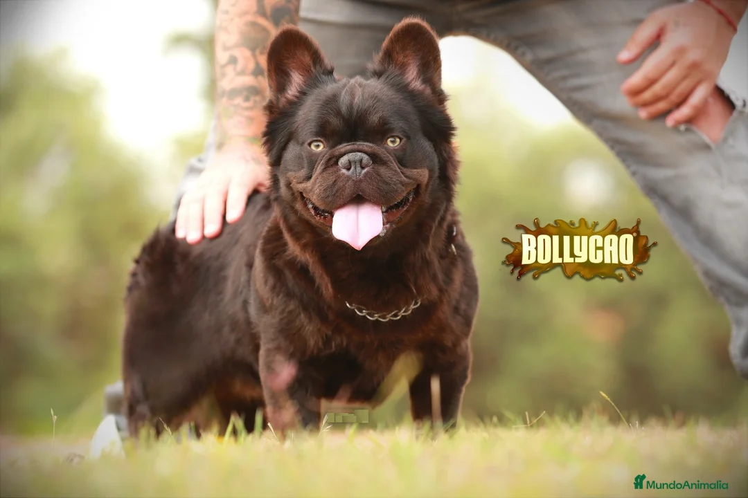 Bulldog Francés perros para monta: Bulldog frances fluffy en Madrid - Anuncio 1