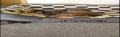 Teckel Miniatura 3