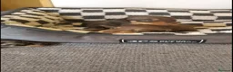 Teckel Miniatura perros en venta: Teckel miniatura - Anuncio 5