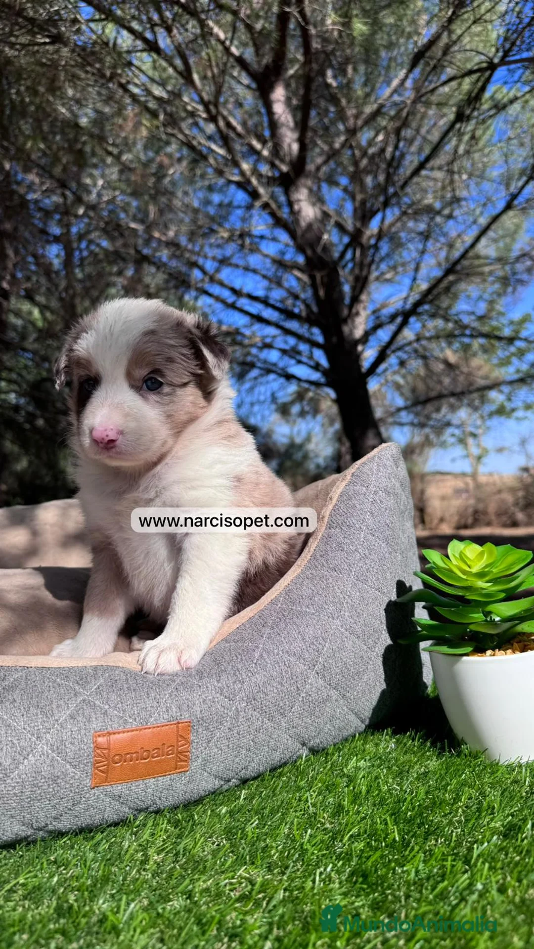 Border Collie perros en venta: BEBE BORDER COLLIE RED MERLE en Asturias - Anuncio 4