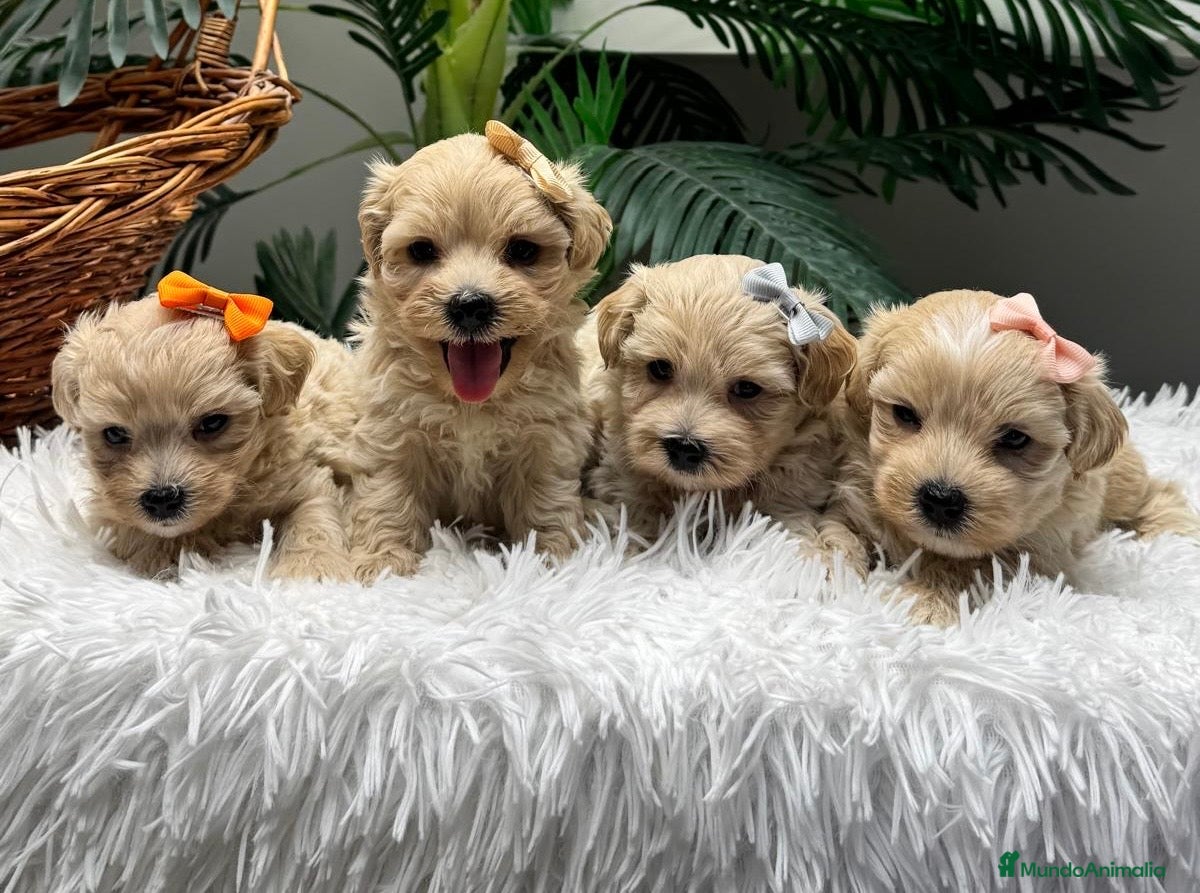 Maltipoo perros MALTIPOO 💙- LISTOS PARA ENTREGAR  - Anuncio 1