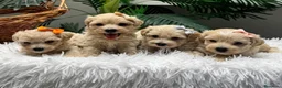 Maltipoo perros en venta: MALTIPOO 💙- LISTOS PARA ENTREGAR  - Anuncio 1