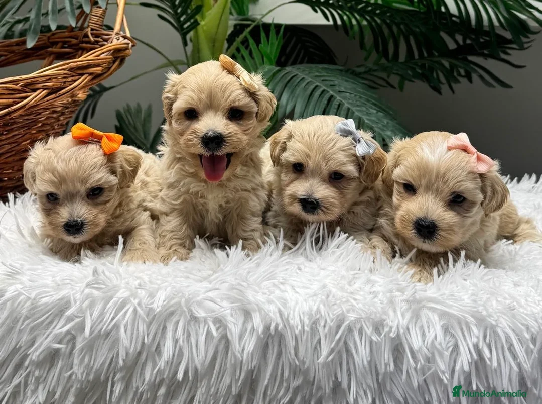 Maltipoo perros en venta: MALTIPOO 💙- LISTOS PARA ENTREGAR  - Anuncio 1