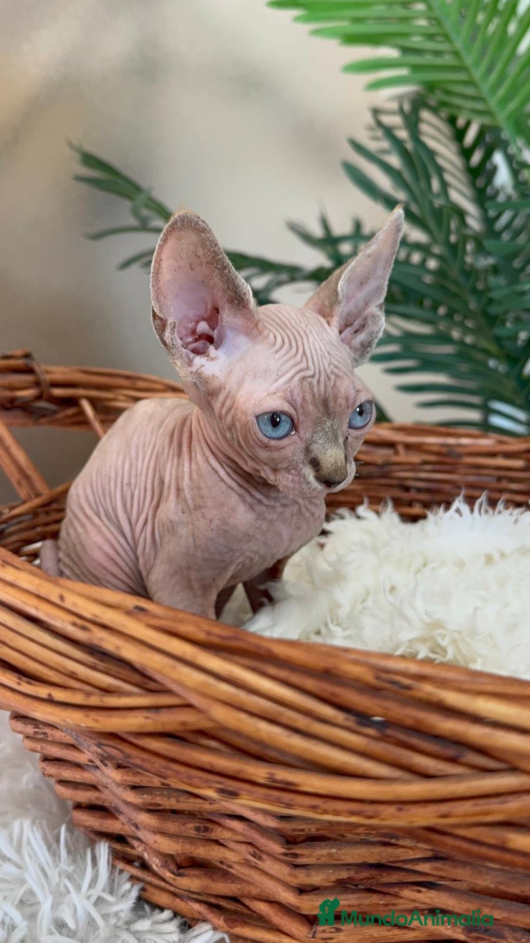 Sphynx gatos en venta: GATITAS SPHYNX - Anuncio 22