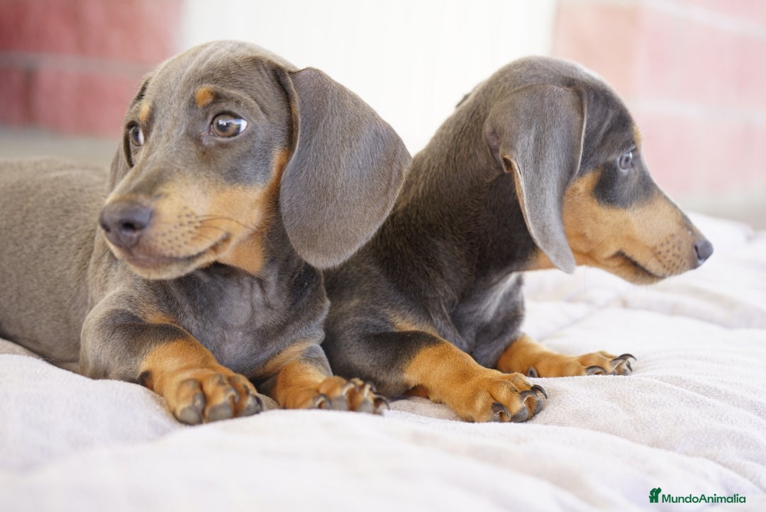 Teckel Miniatura perros en venta: 🌙 Tiko y Munchi – Elegancia en tonos silver 🐾 - Imagen 5