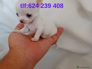 Chihuahua perros IMPRESIONANTE CHIHUAHUA LINEA TOY - Anuncio 2