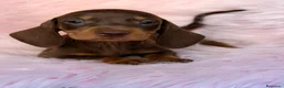 Teckel Miniatura perros en venta: TECKEL MINIATURA CHOCOLATE  - Anuncio 2