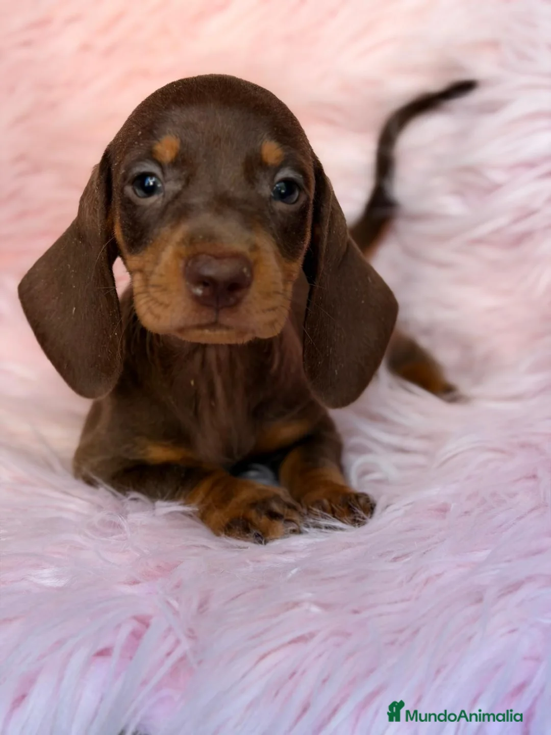 Teckel Miniatura perros en venta: TECKEL MINIATURA CHOCOLATE  - Anuncio 2