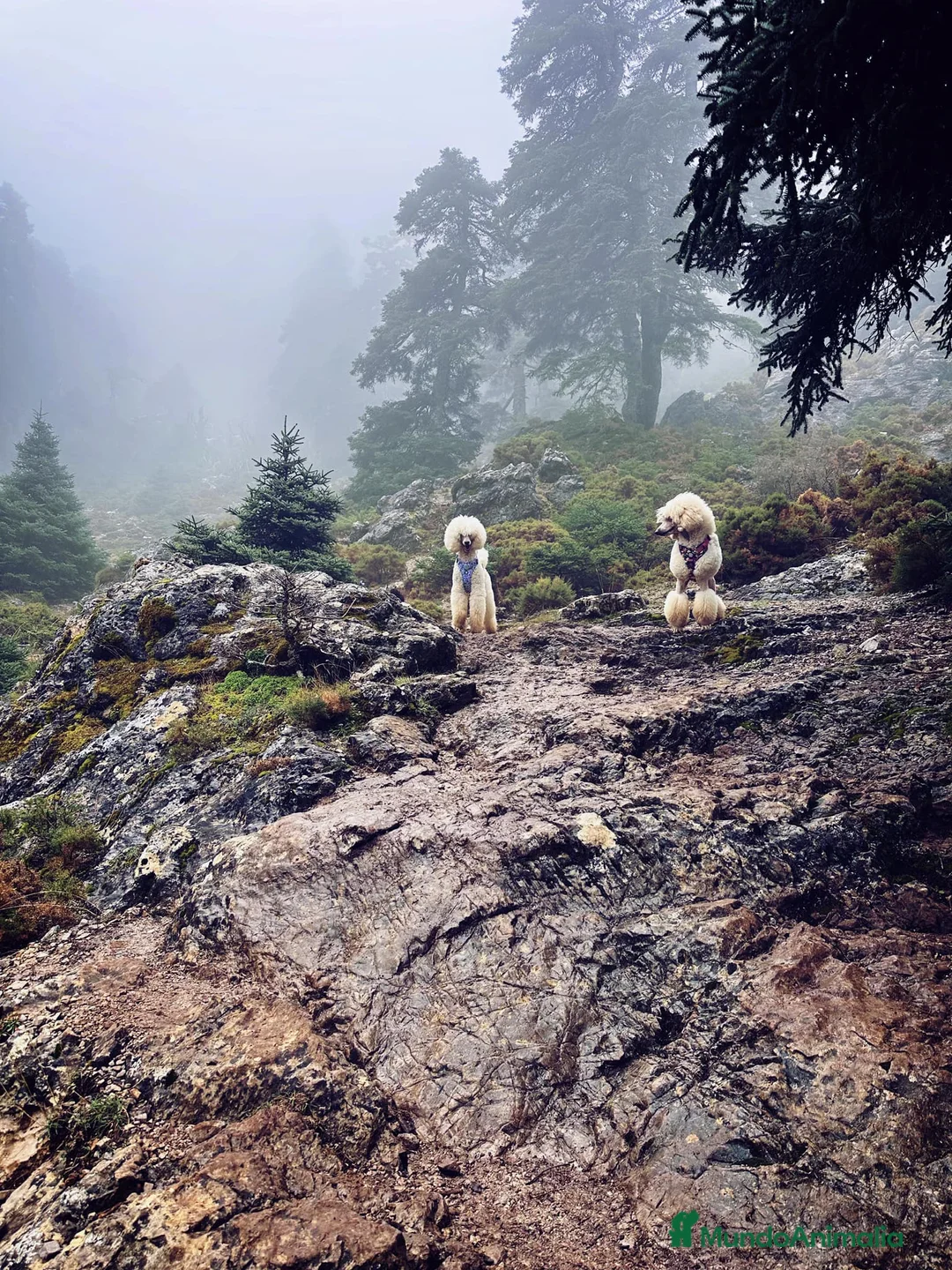 Imagen de galería {{count}}