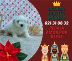 Bichón Maltés Cachorro 6
