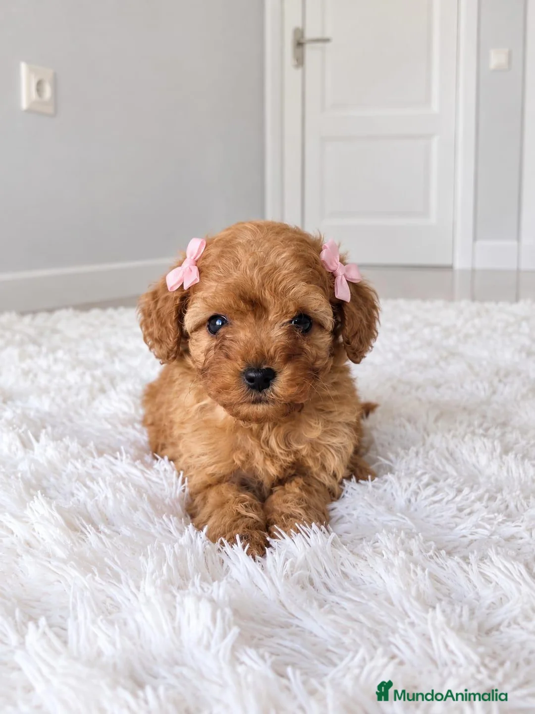Caniche Toy perros en venta: CANICHE TOY  - Anuncio 1
