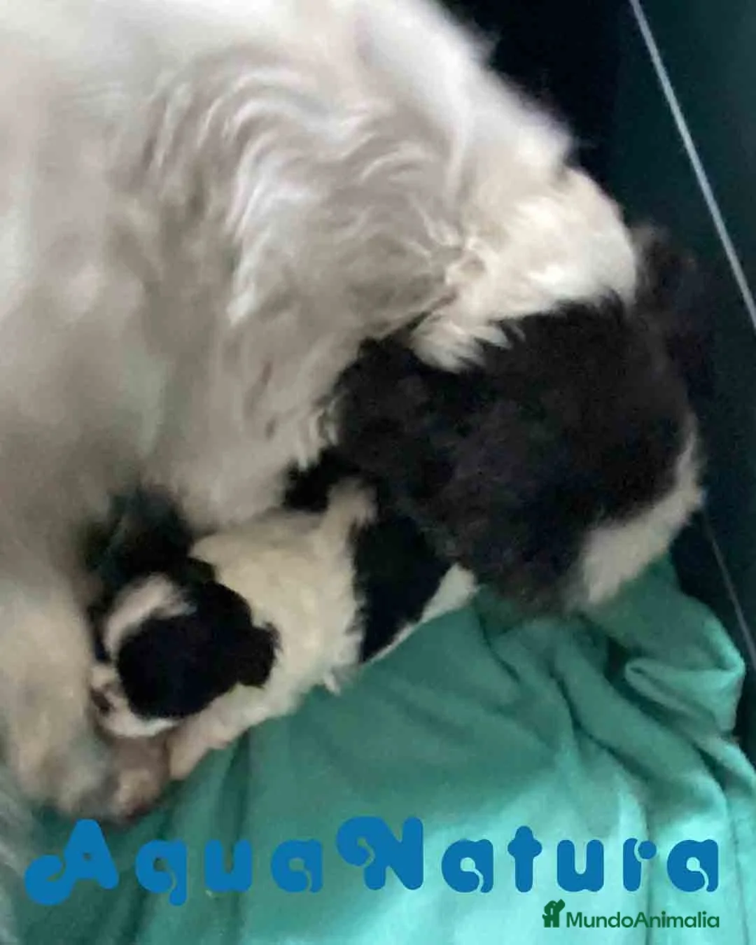 Shih Tzu perros en venta: Shih Tzu Hembra de Agata y Newman AQUANATURA - Anuncio 8