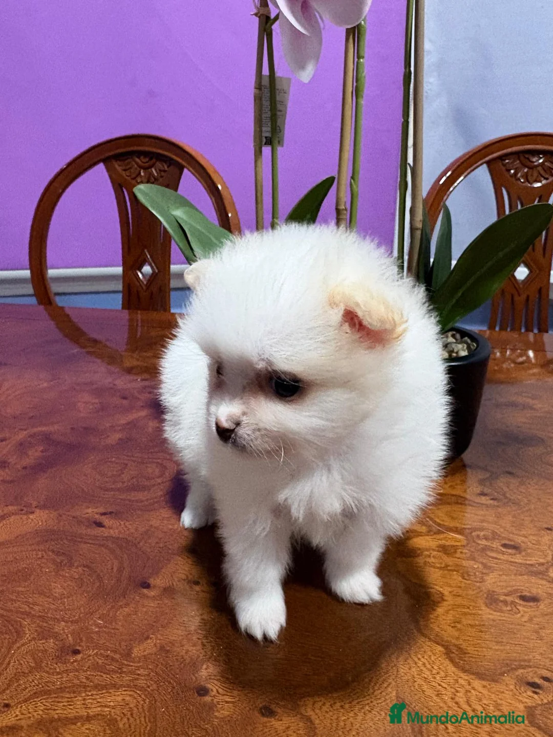 Pomerania perros en venta: Lulu de Pomerania mini toy hembra blanca naranja - Anuncio 11