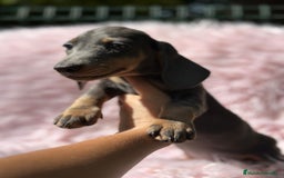 Teckel Miniatura perros en venta: Teckel Blue  - Imagen 3
