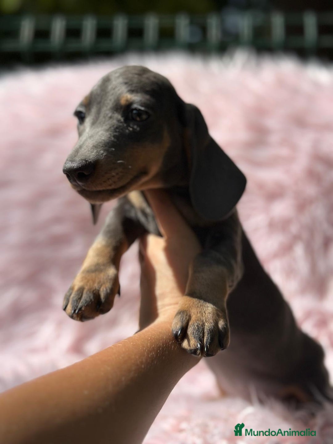 Teckel Miniatura perros en venta: Teckel Blue  - Imagen 3