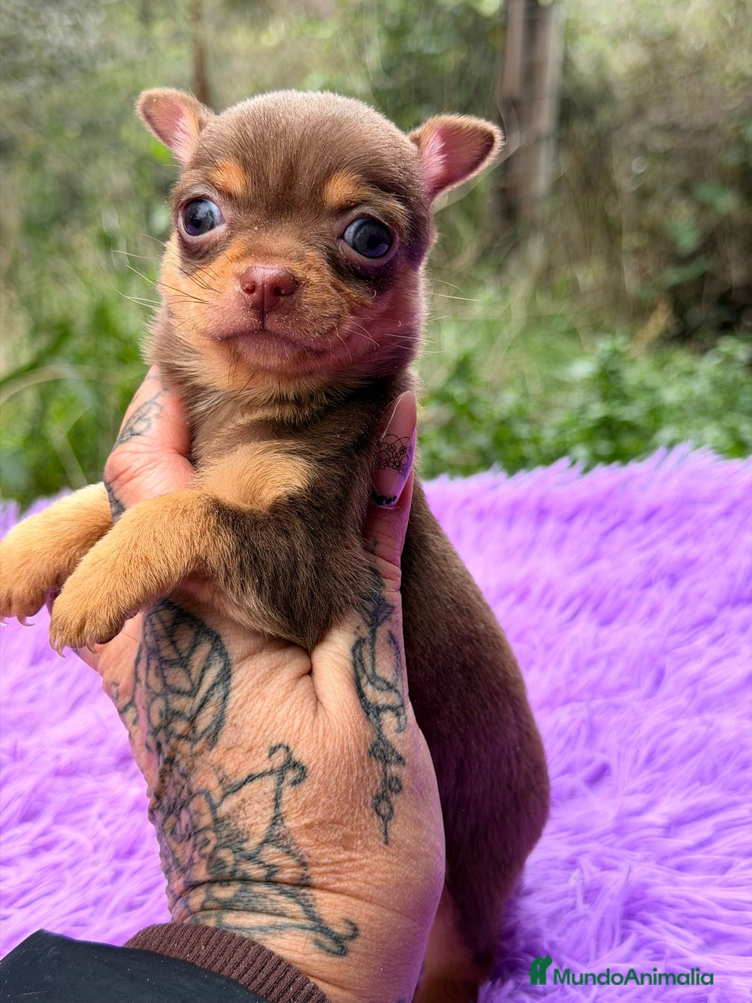 Chihuahua perros en venta: CHOHUAHUA MINI TOY HEMBRA - Anuncio 10