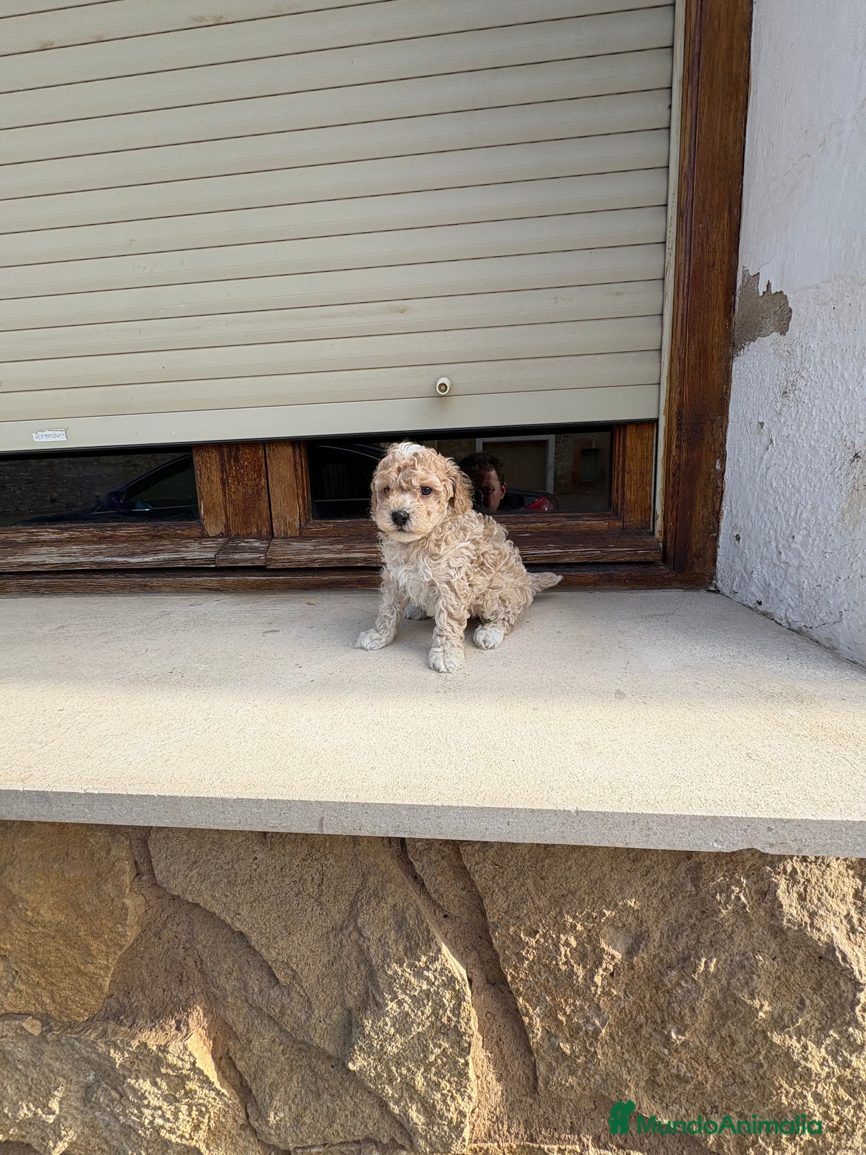 Maltipoo perros Maltipoo  - Anuncio 3