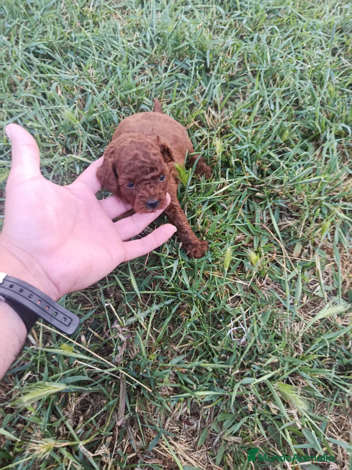 Caniche Toy Cachorro 8