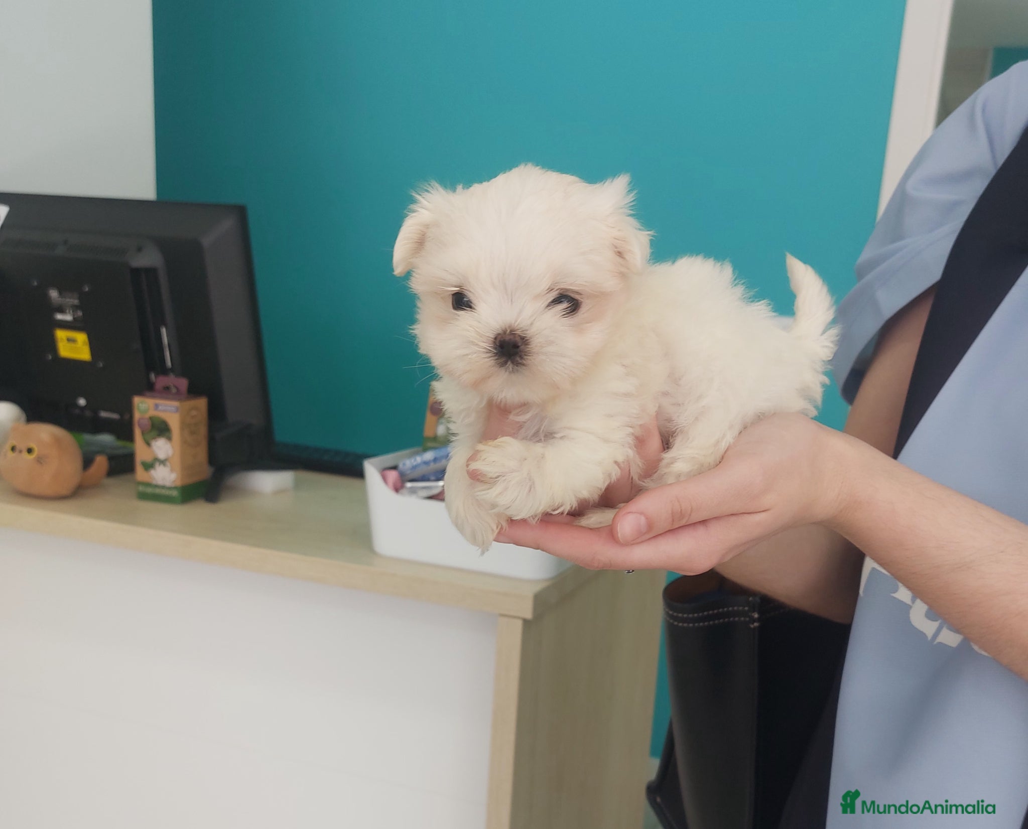 Bichón Maltés perros Bichon maltés  - Anuncio 1