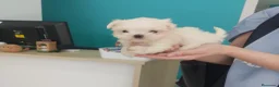 Bichón Maltés perros en venta: Bichon maltés  en Pontevedra - Anuncio 1