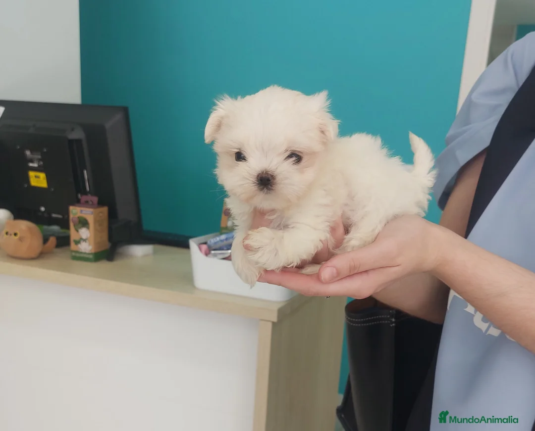 Bichón Maltés perros en venta: Bichon maltés  en Pontevedra - Anuncio 1