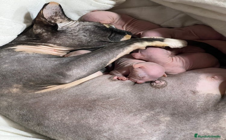 Sphynx gatos - Anuncio 2