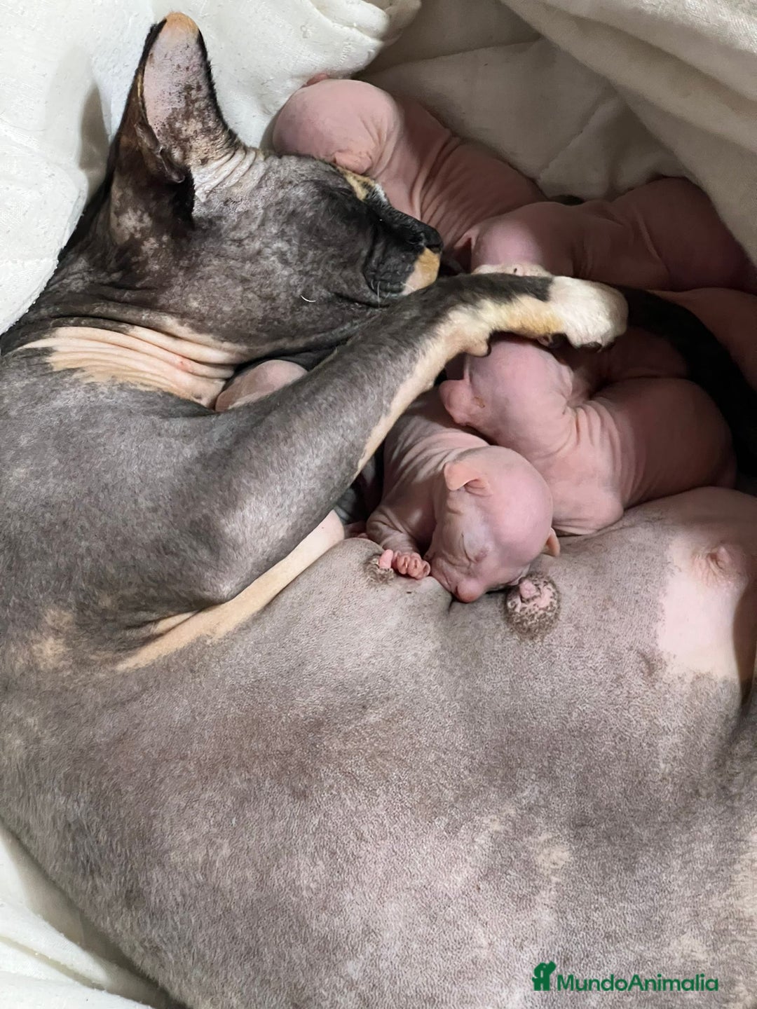 Sphynx gatos en venta: Sphynx negro y blanco - Imagen 1