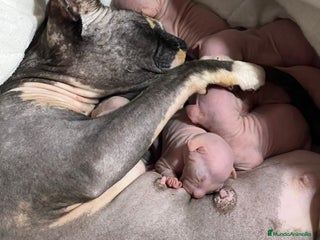 Sphynx gatos - Anuncio 1