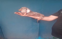 Teckel Miniatura perros en venta: ‼️hembritas cachorras de teckel kaninchen  - Imagen 2