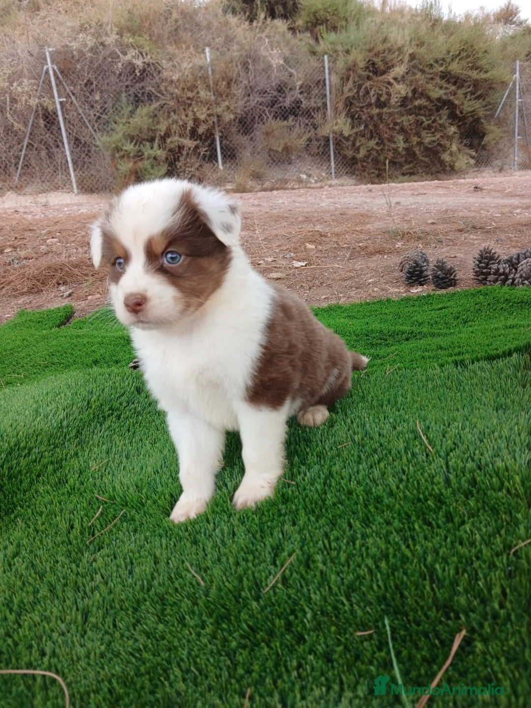 Pastor Australiano perros en venta: PASTOR AUSTRALIANO - Anuncio 2
