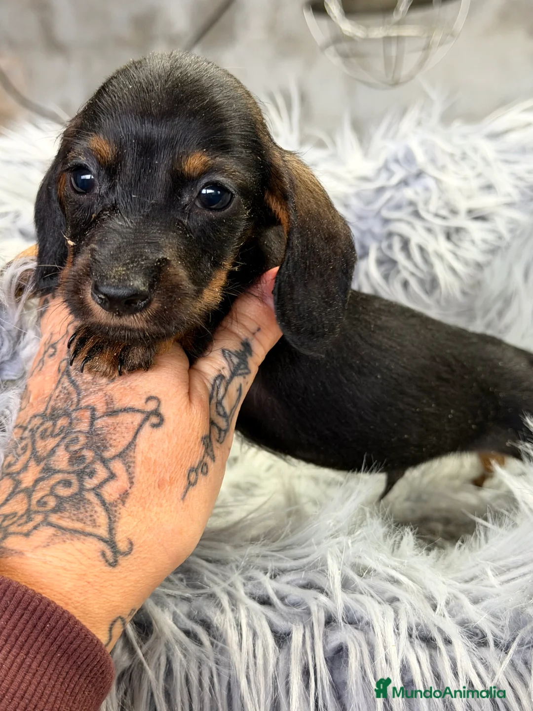 Teckel Miniatura perros en venta: Teckel Kaninchen pelo corto  - Anuncio 1