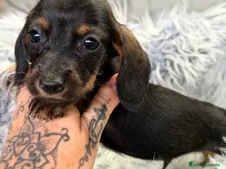 Teckel Miniatura perros Teckel Kaninchen pelo corto - Anuncio 5