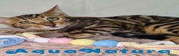 Bengalí gatos en venta: Bengali Hembra 5876 - AQUANATURA en Barcelona - Anuncio 2