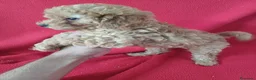 Caniche Enano perros en venta: Caniche Enano  - Anuncio 4