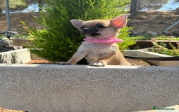 Chihuahua perros en venta: Chihuahua Hembra Disponible  - Imagen 3