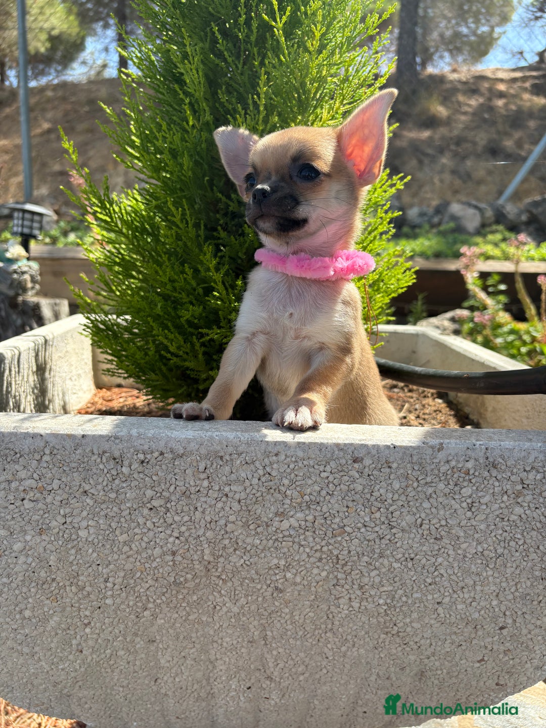 Chihuahua perros en venta: Chihuahua Hembra Disponible  - Imagen 3
