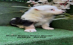 Border Collie perros en venta: Border Collie De Villa Biznaga - Imagen 18