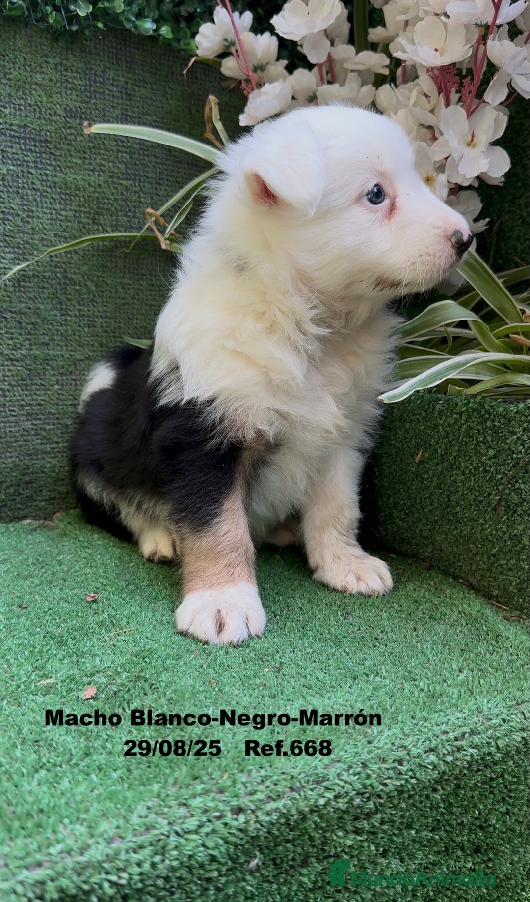 Border Collie perros en venta: Border Collie De Villa Biznaga - Imagen 18
