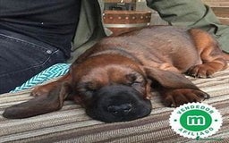 Sabueso de Sangre de Baviera perros en venta: SABUESO DE SANGRE BAVIERA, RESERVAS ABIERTAS - Imagen 1