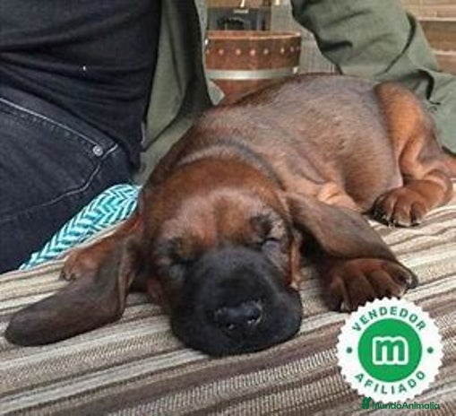 Sabueso de Sangre de Baviera perros - Anuncio 3